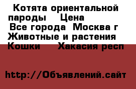 Котята ориентальной пароды  › Цена ­ 12 000 - Все города, Москва г. Животные и растения » Кошки   . Хакасия респ.